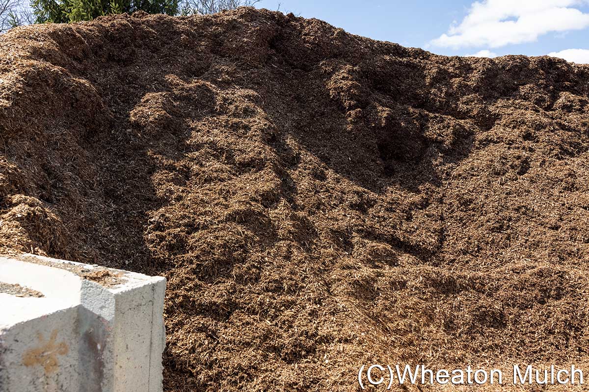 Double ground mulch, light brown in color