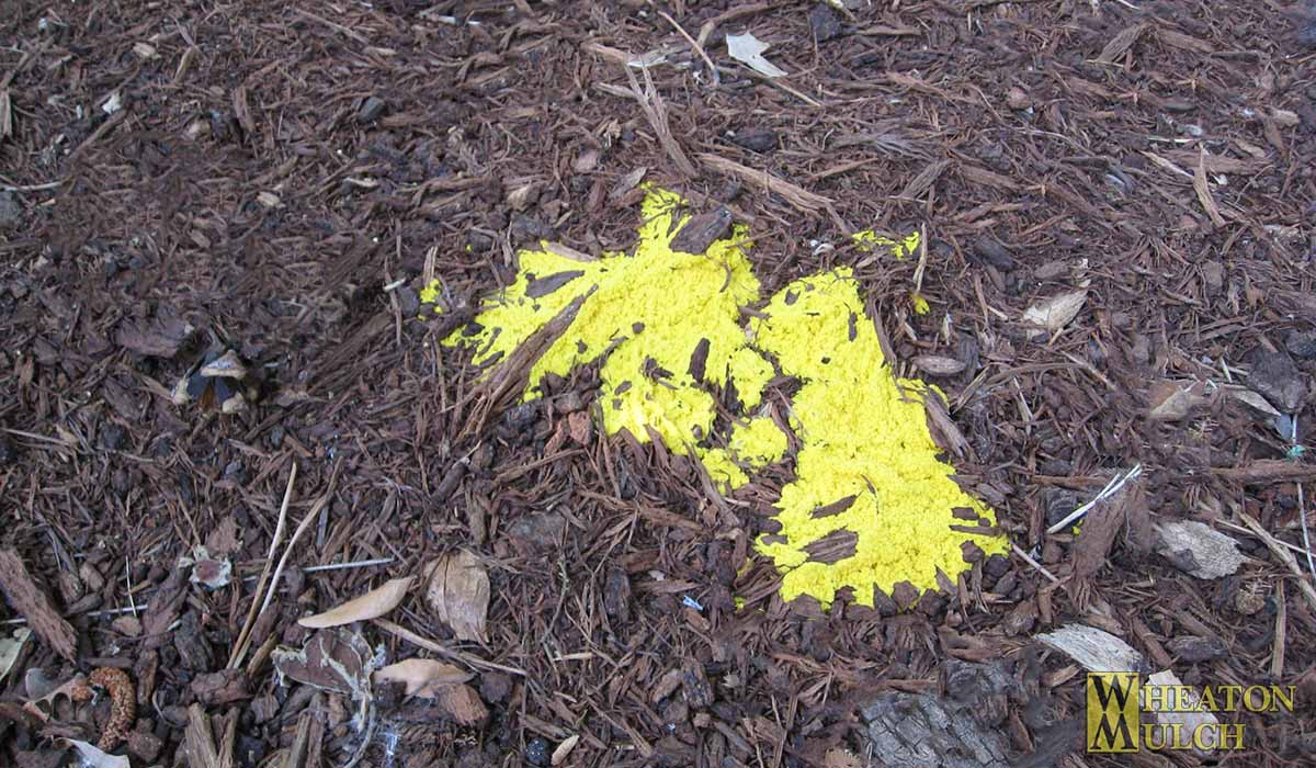 An example of mulch mold in a landscape bed