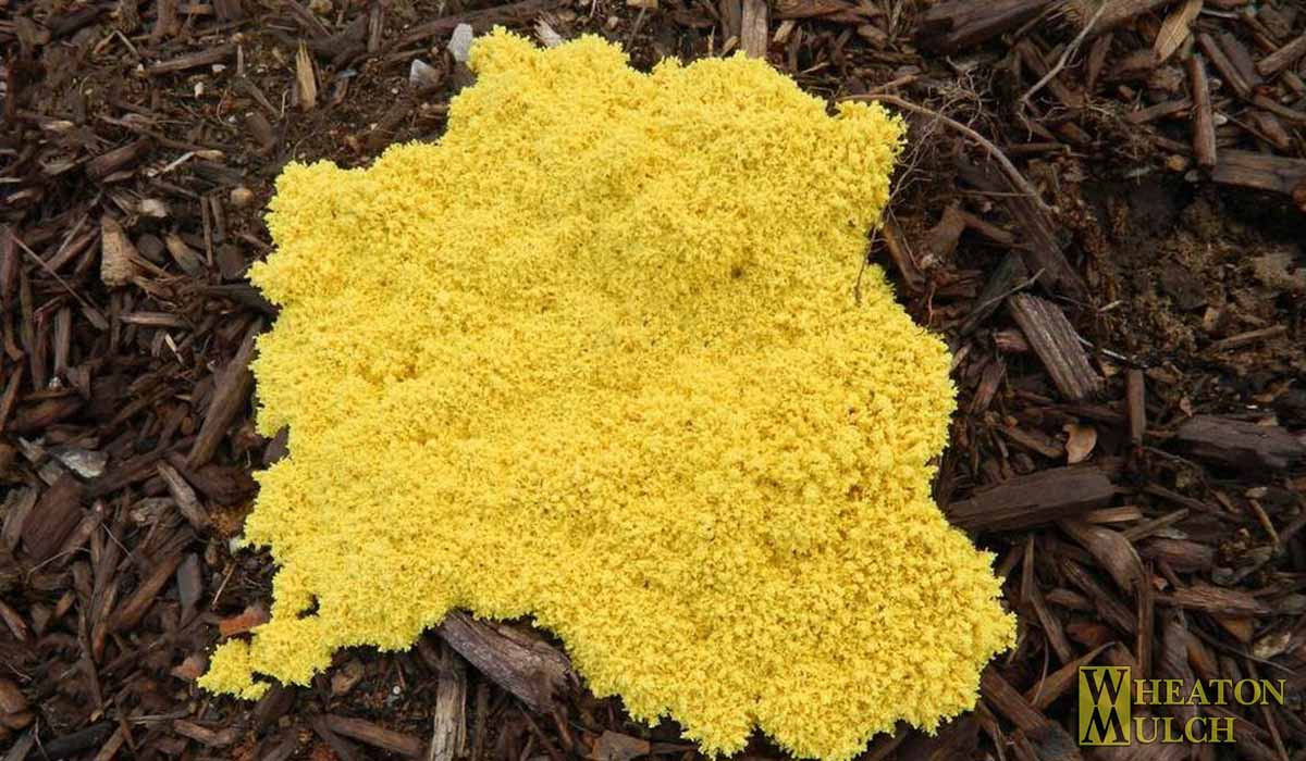 Mulch mold example two