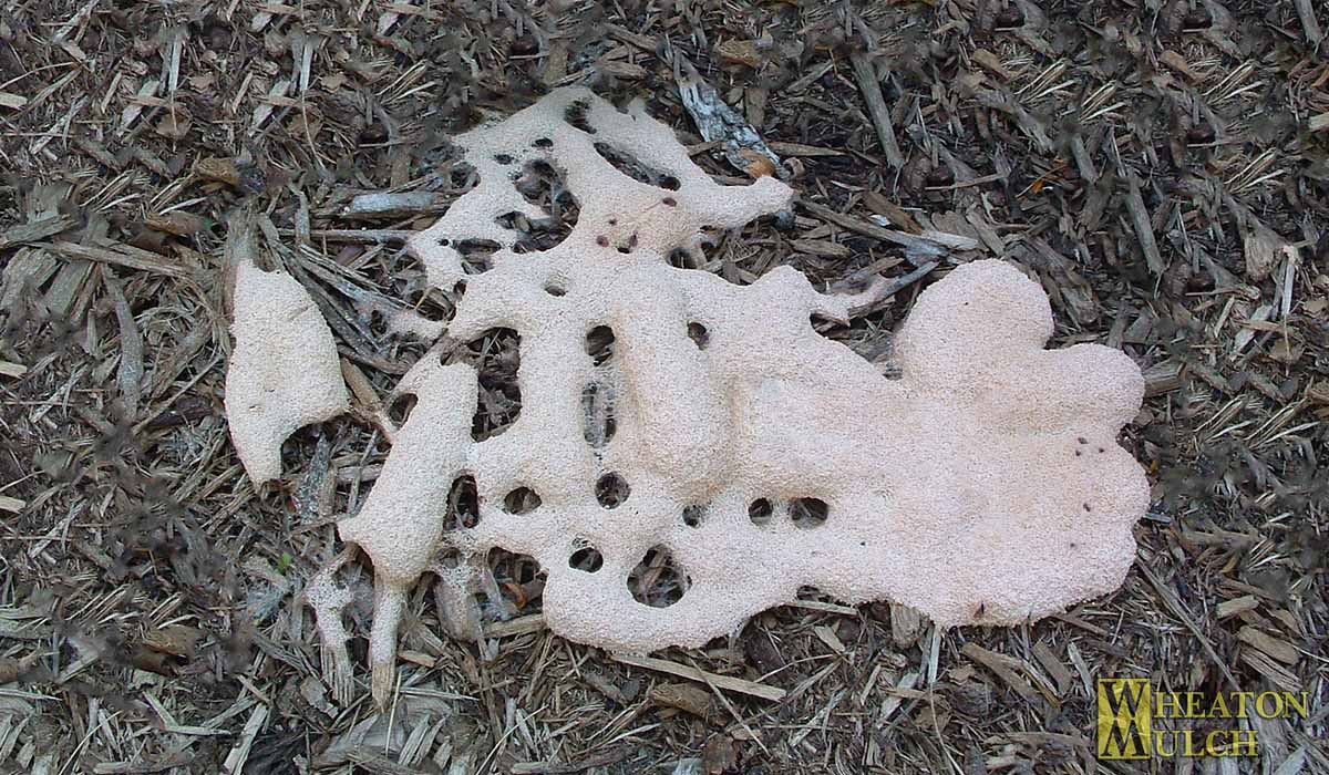Mulch mold example three