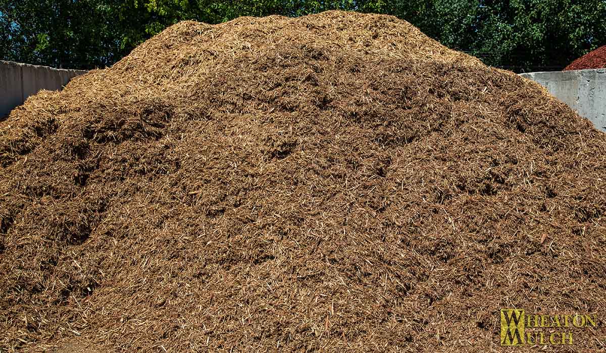 Golden blond Northern White Cedar mulch